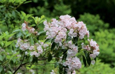 CookForest.com – Cook Forest State Park's #1 Source for Information